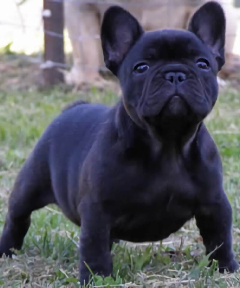 Negro