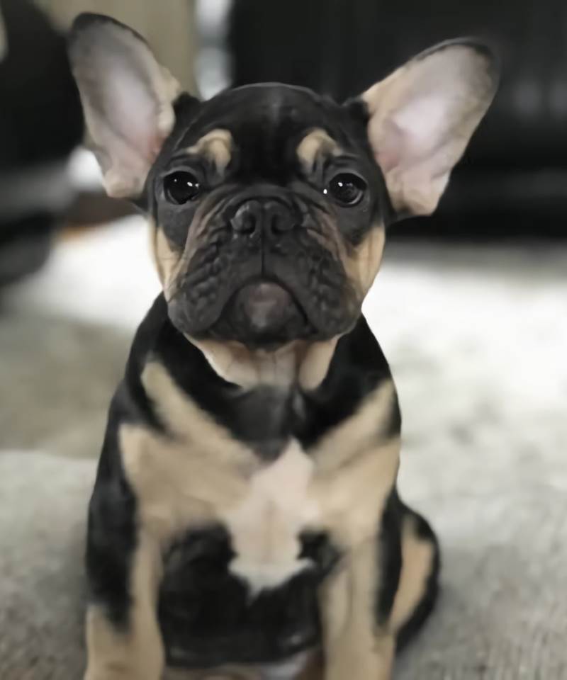 Black and Tan