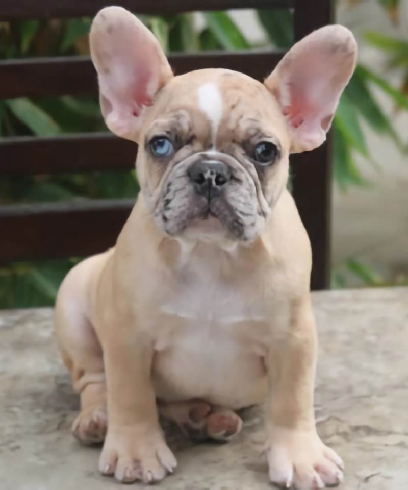 Fawn Merle