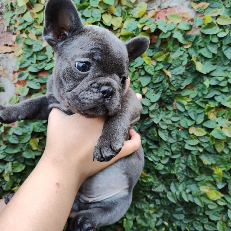Bulldog Frances 001