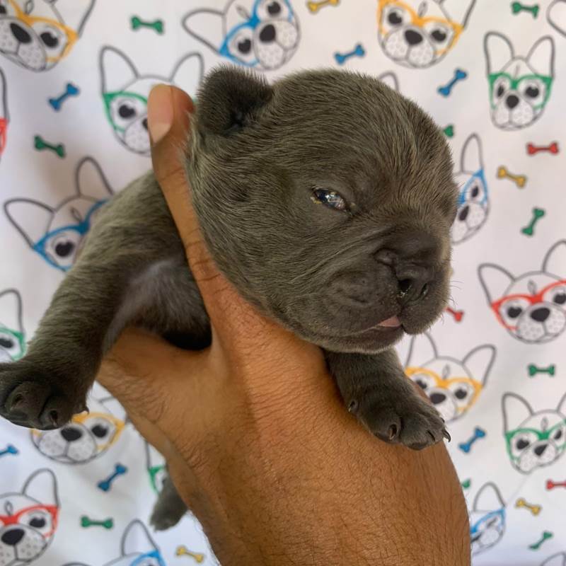 Bulldog Frances 002