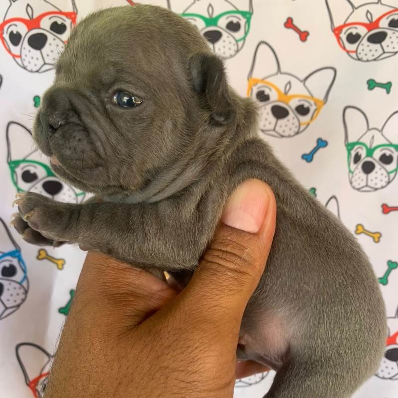 Bulldog Frances 002