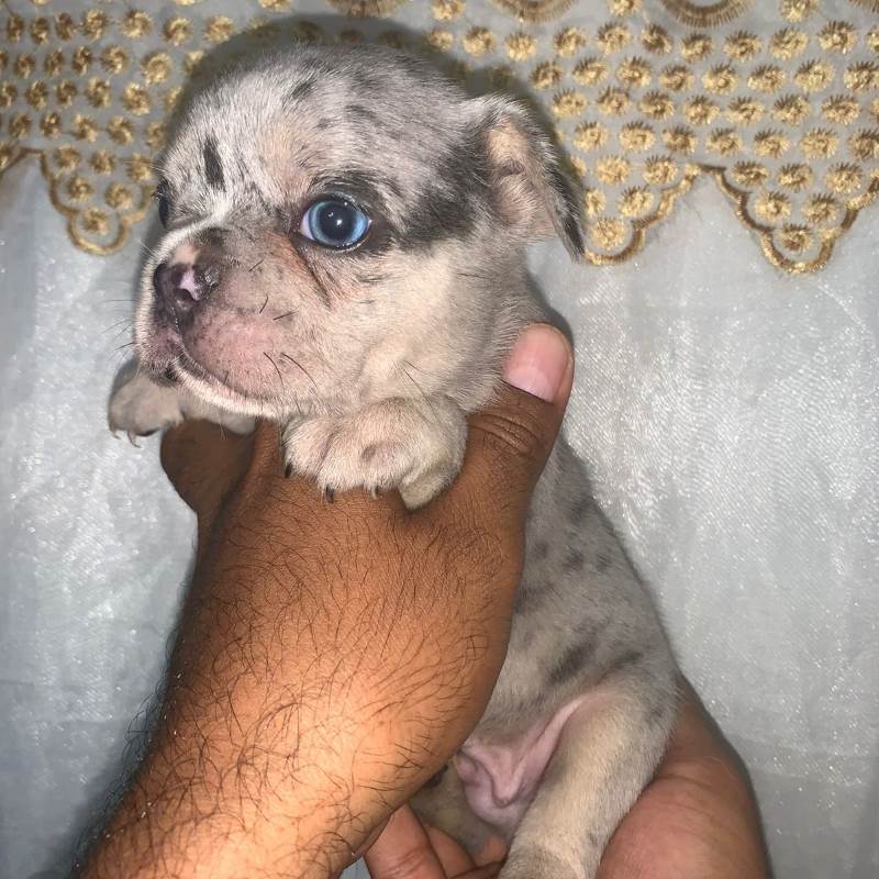 Bulldog Frances 004
