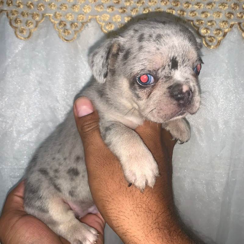 Bulldog Frances 004