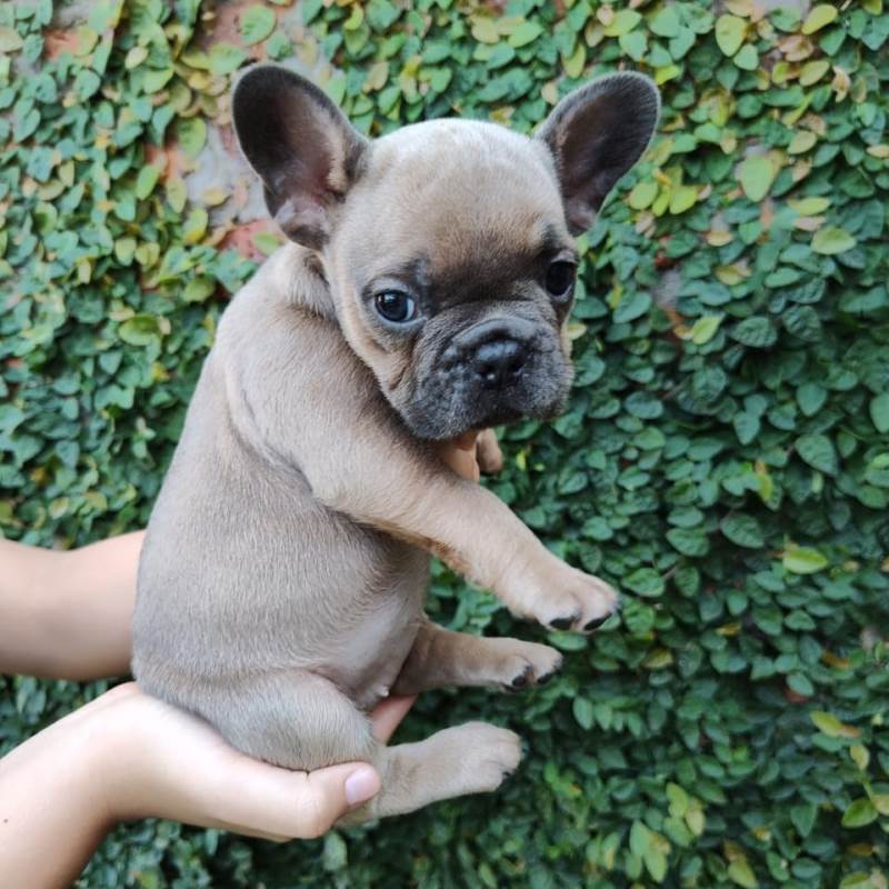 Bulldog Frances 007