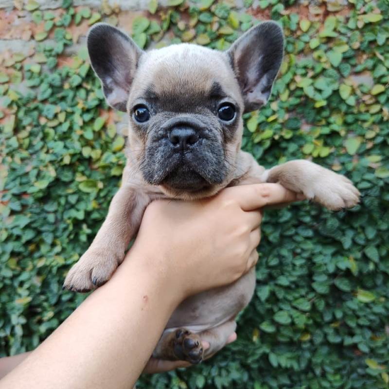 Bulldog Frances 007