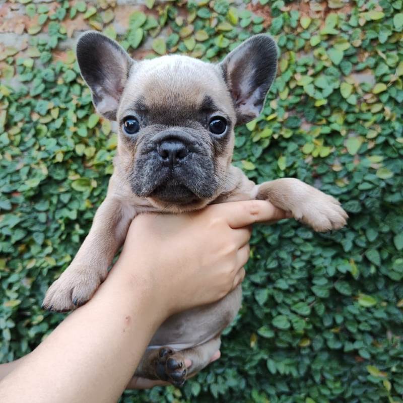 Bulldog Frances 007