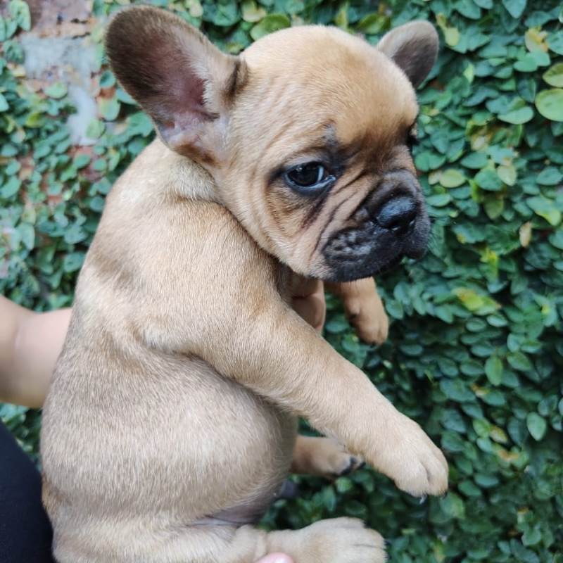 Bulldog Frances 008