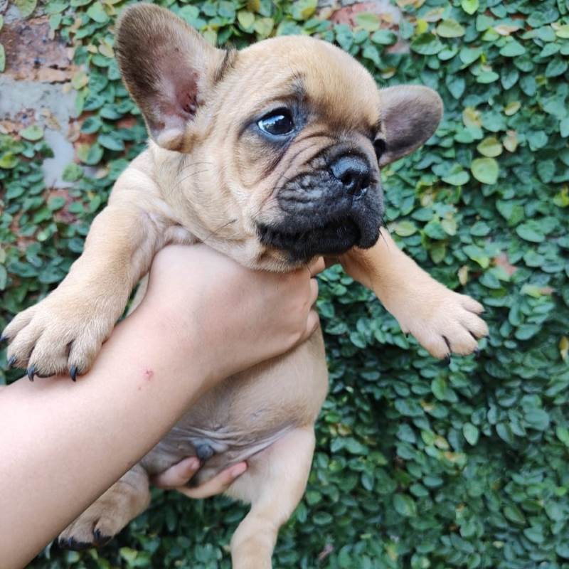 Bulldog Frances 008
