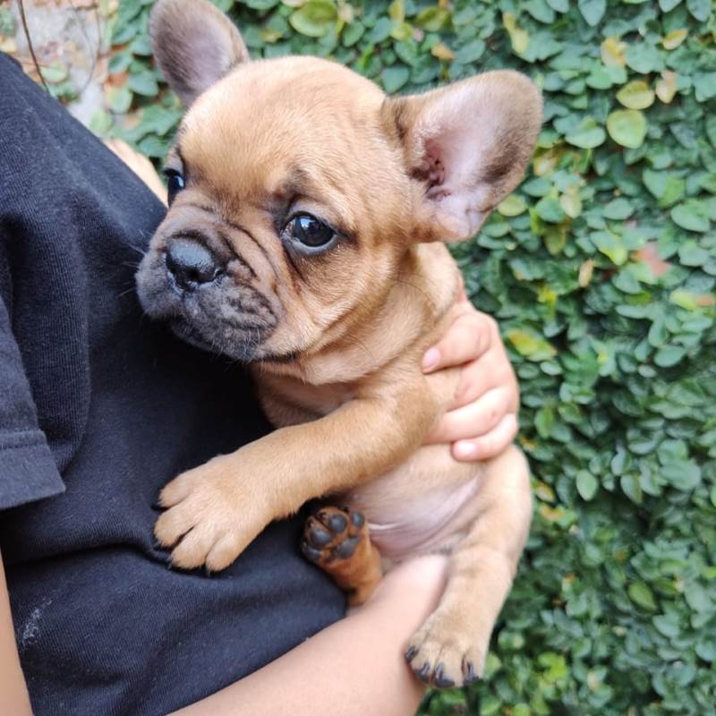 Bulldog Frances 008