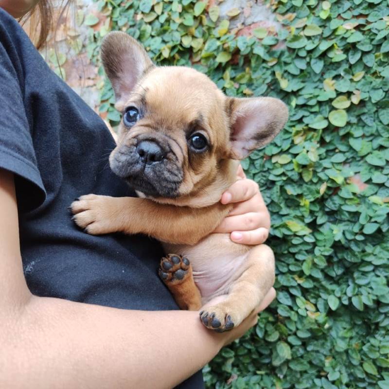 Bulldog Frances 008